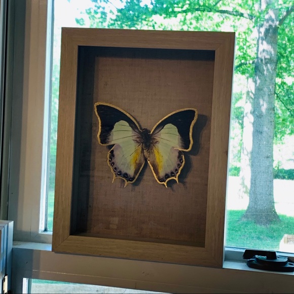 Butterfly Decor - Picture 2 of 3